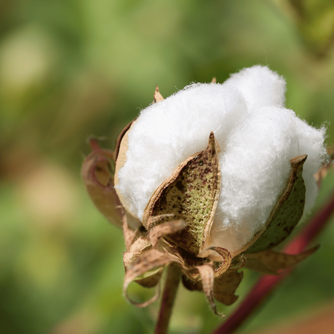 All Natural Organic Cotton 1