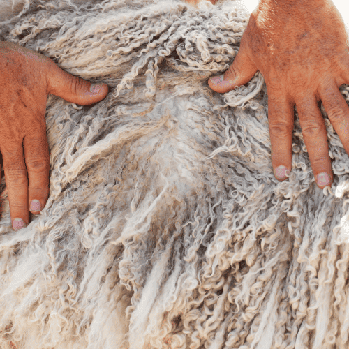 sheep herder inspecting wool